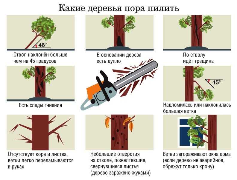 Клумба, мебель, грибы и другие поделки из старого пня для дачи (39 фото)