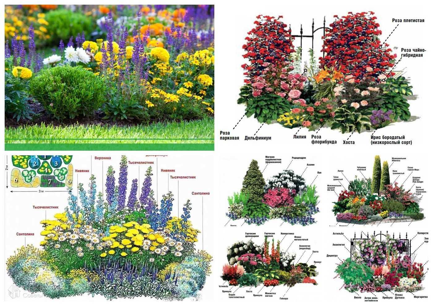 Красивые клумбы из многолетних цветов фото с названиями и описанием