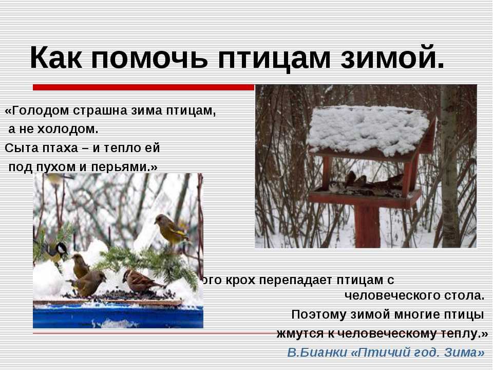 Какую помощь зимой человек может оказать природе. Как поморч жевотнам в зисмнейэ время. Как помочь животным зимой. Как можно помочь животным в зимнее время. Статья как помочь животным в зимнее время.