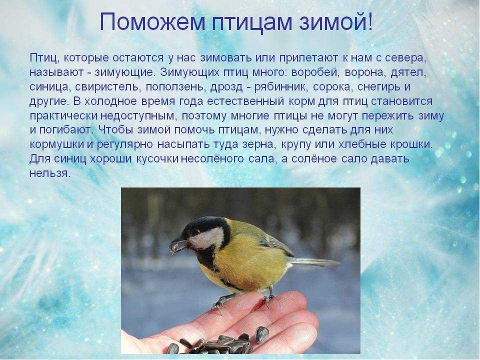Текст про синичку. Зимующие птицы. Поможем зимующим птицам. Заметка о зимующих птицах. Сочинение зимующие птицы.