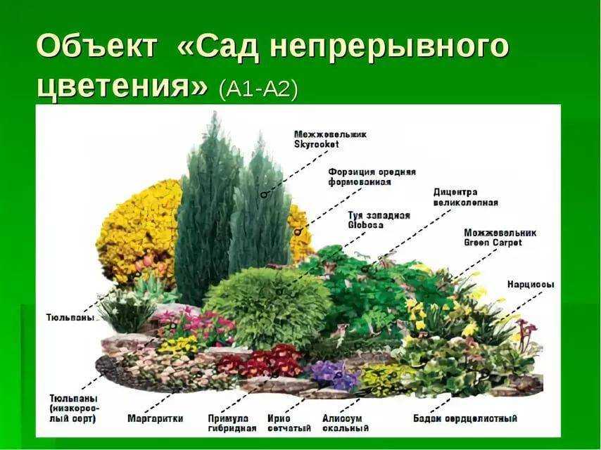 Проекты клумб и цветников со списком растений