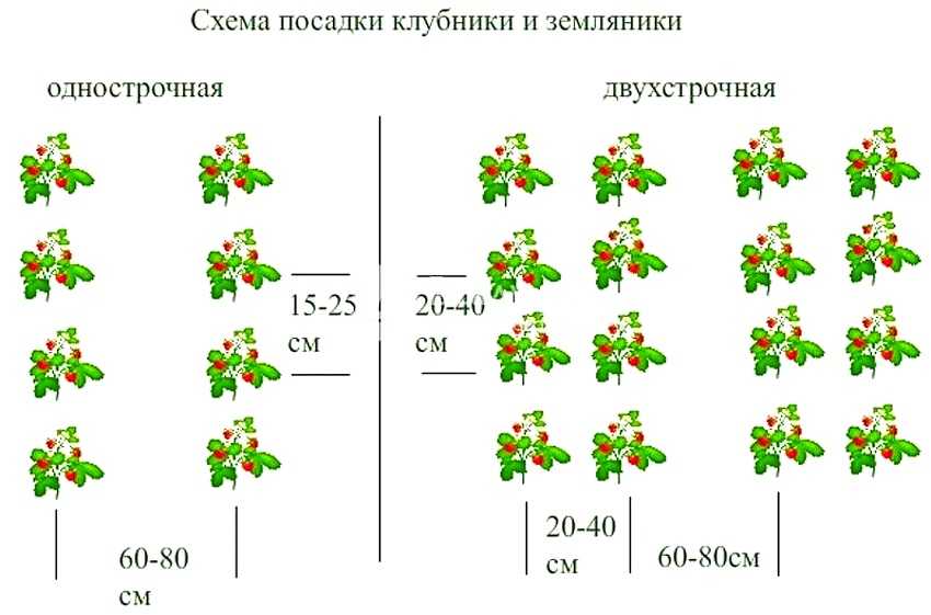 Правило 4 грядок для клубники схема