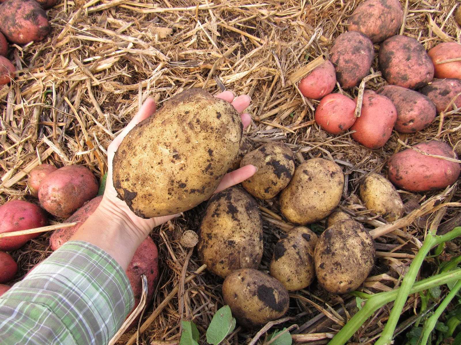 Первый урожай картофеля. Картофель под соломой Валерии Зашитиной. Картошка под сеном. Выращиваем картофель. Картошка в соломе.