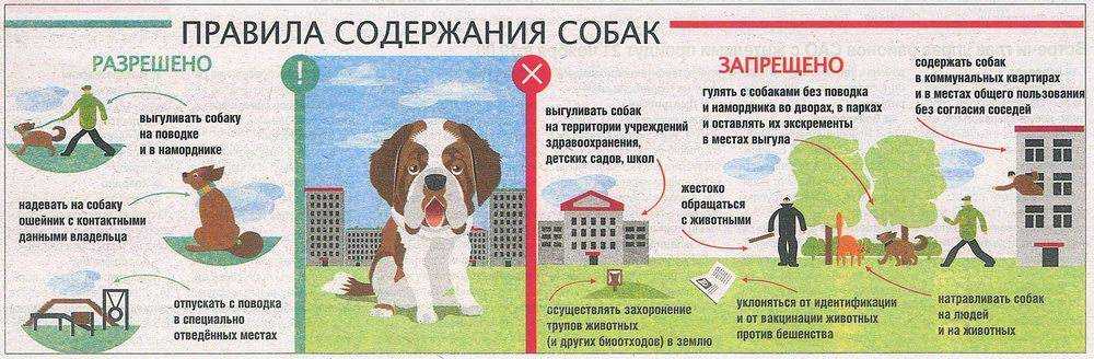Выкройка шлейки для маленькой породы собак своими руками