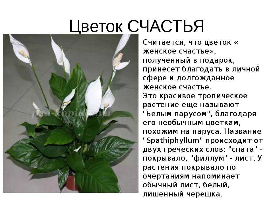 Стоит ли дарить цветок в горшке