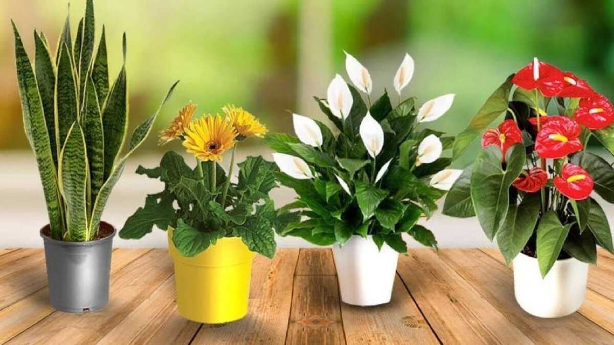 Про самые полезные комнатные растения для нашего дома