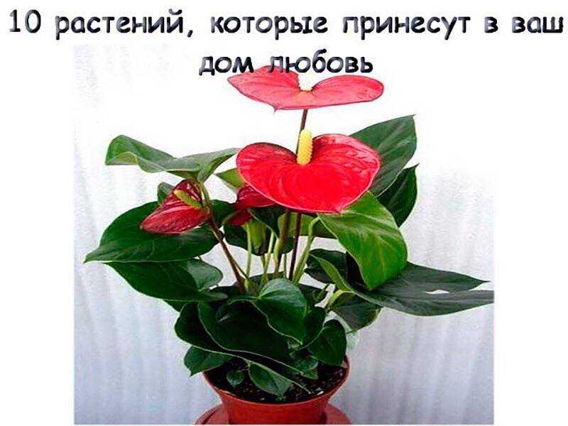 Одиночные клумбы в дизайне сада. цветники-островки. фото — ботаничка