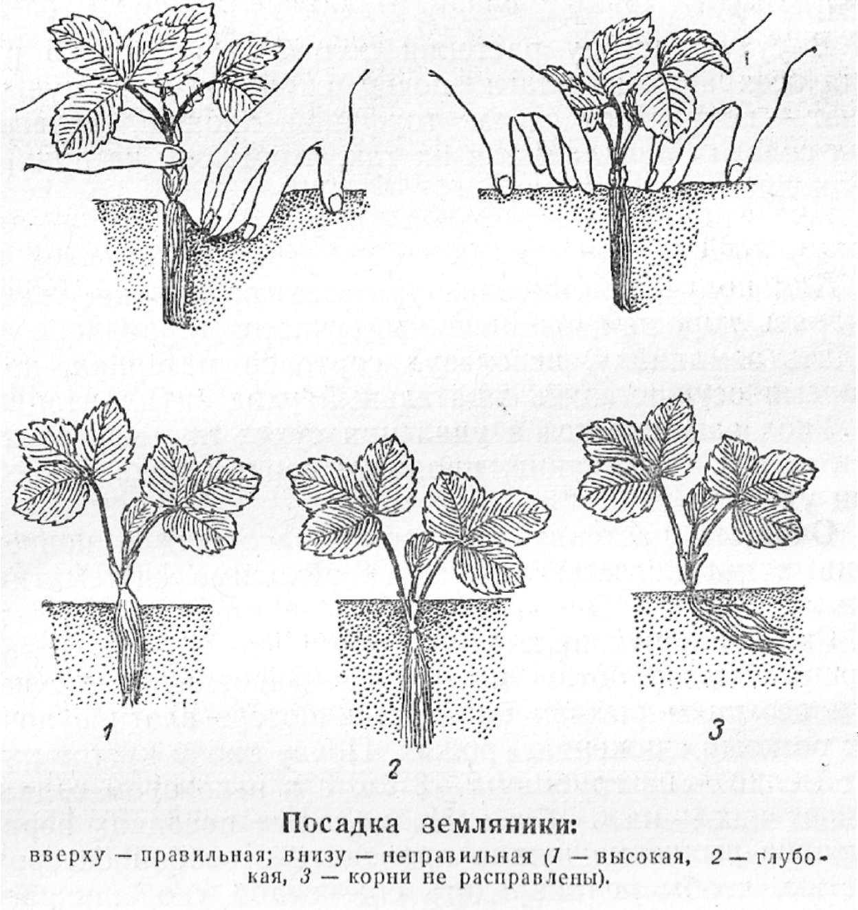 Схема посадки ремонтантной клубники