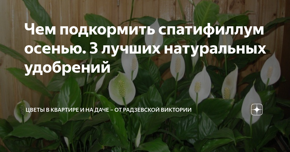 Ящик для цветов из дерева: инструменты, материалы и технология