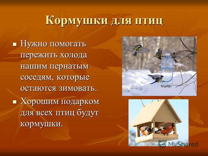 Кормушка для кур: основные требования и обзор доступных вариантов (90 фото)