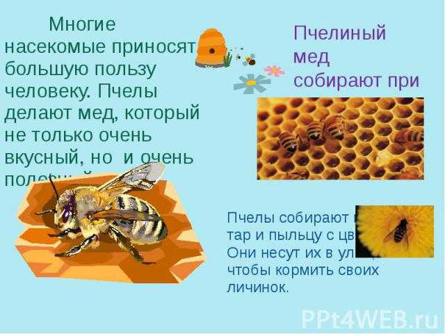 Дикие пчелы: особенности и характеристика, где живут, фото