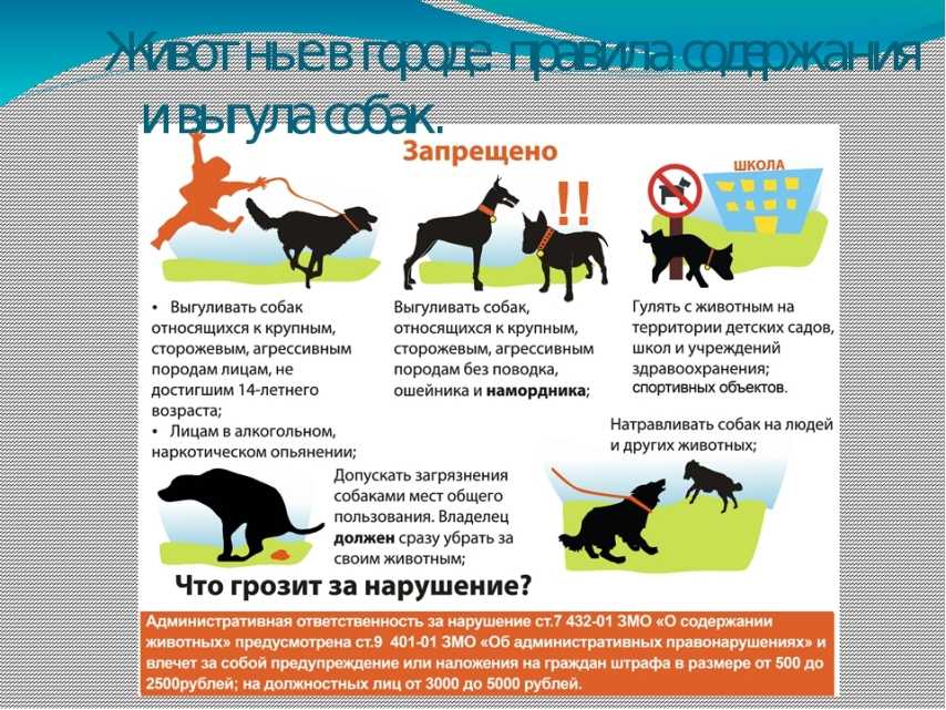 Шлейка для собаки своими руками: пошаговая инструкция, как сшить для маленьких или больших собак