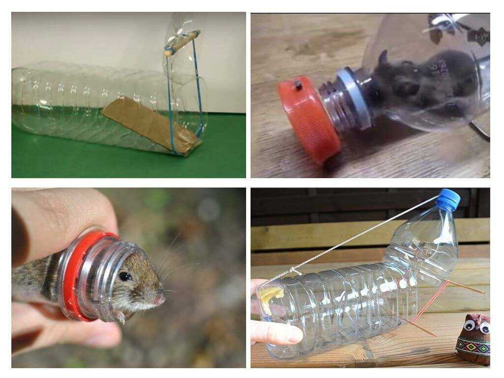 Мышеловка своими руками: как сделать из пластиковой бутылки, эффективные