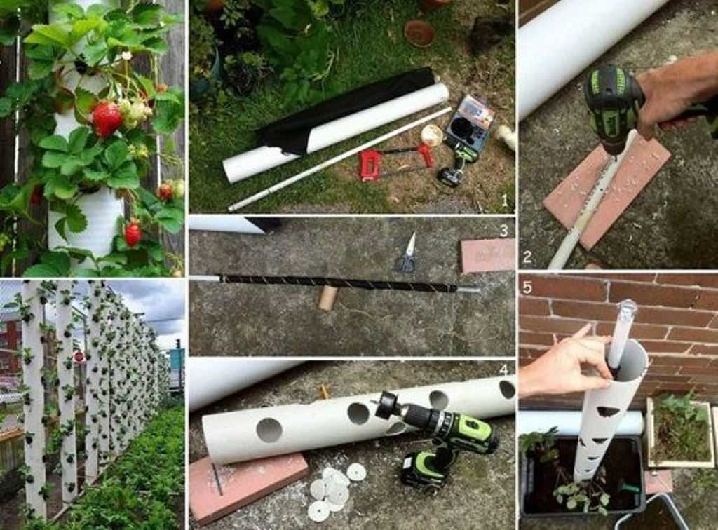 Лучшие сорта садовой земляники с названиями и описанием