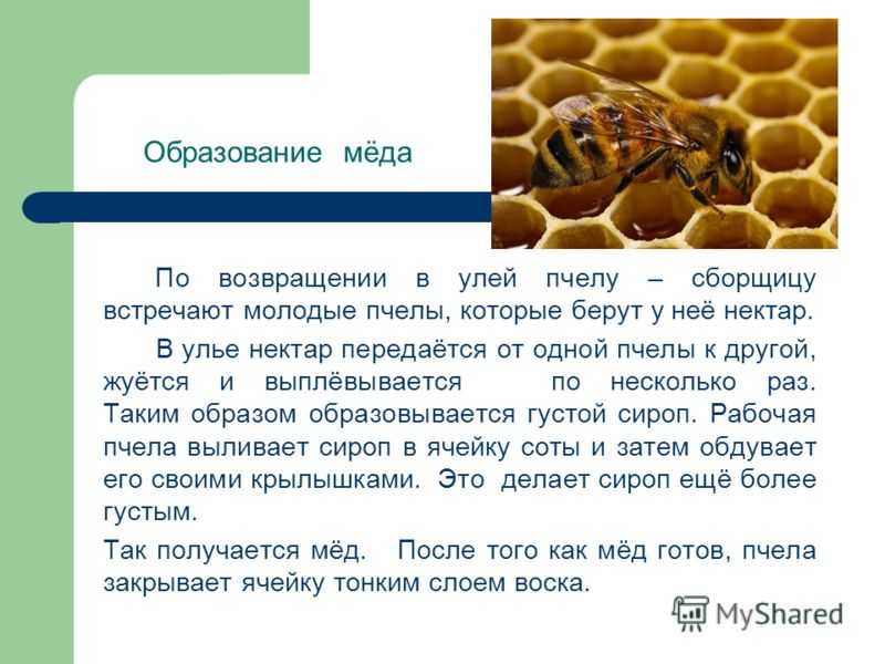 Лучшие улья для пчел на 2022 год