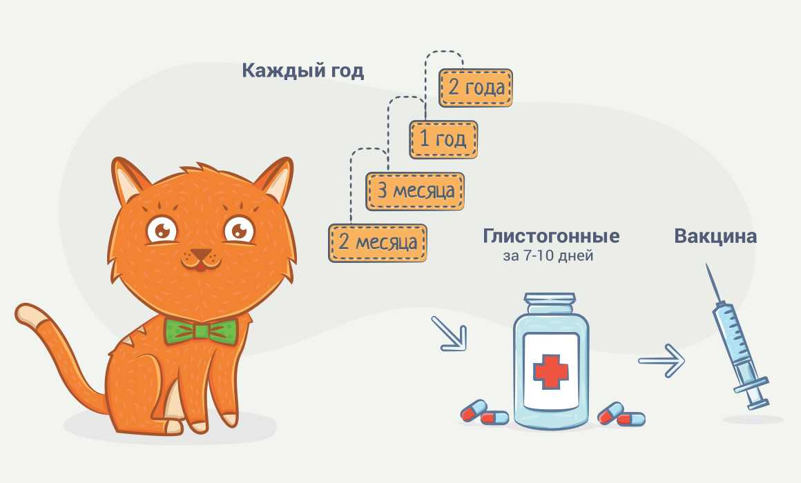 Какие бывают шлейки и как надеть их на кошек
