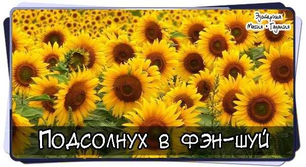 🏵 цветы из пластиковых бутылок своими руками: пошаговый мастер-класс