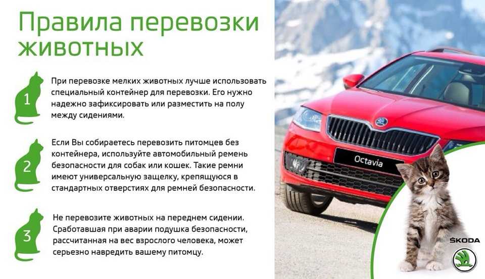 Переноска для собак в самолет: размеры клеток для перевозки, требования к контейнерам