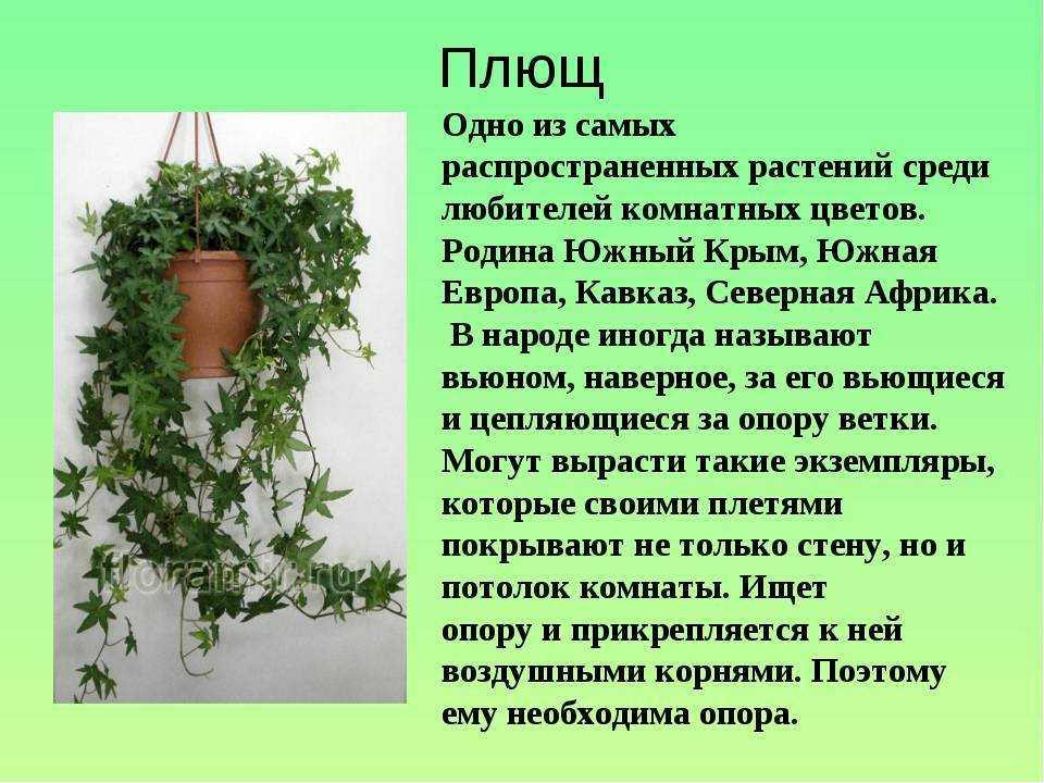 Про народные приметы и суеверия о комнатных растениях
