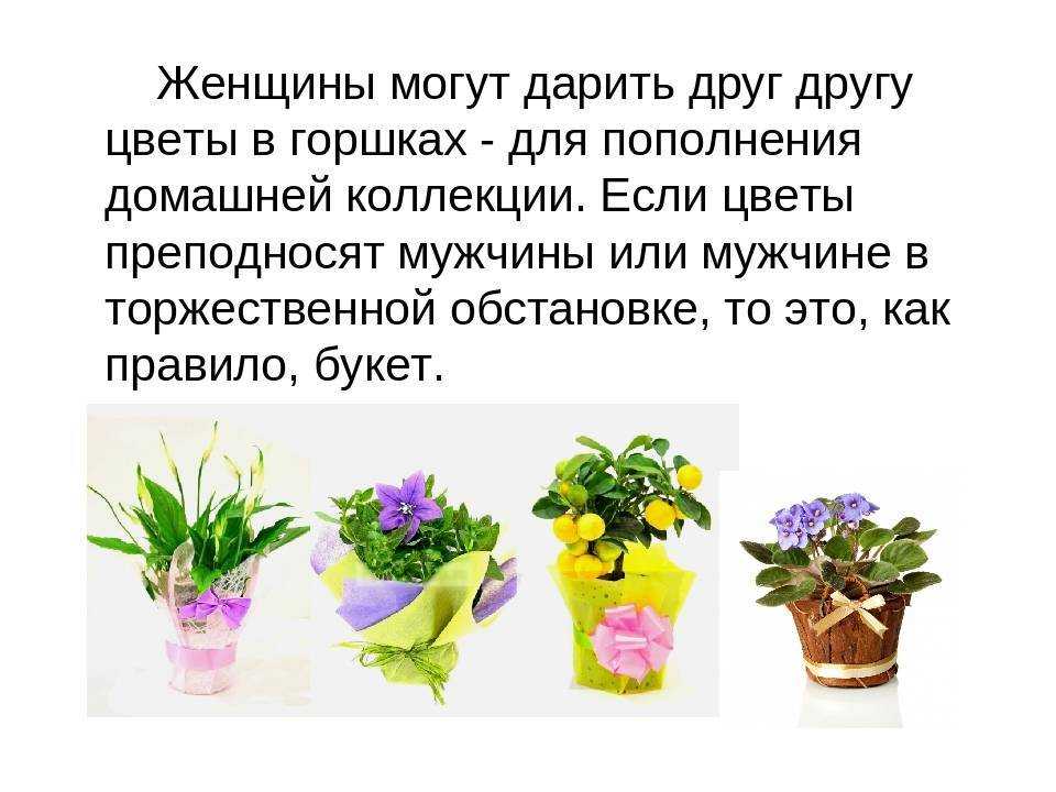 15 растений, которые нельзя держать дома