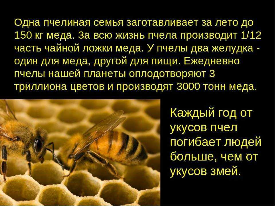 На земле начали появляться пчелиные здания