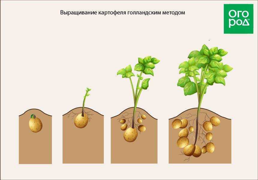 Этапы роста картофеля в картинках