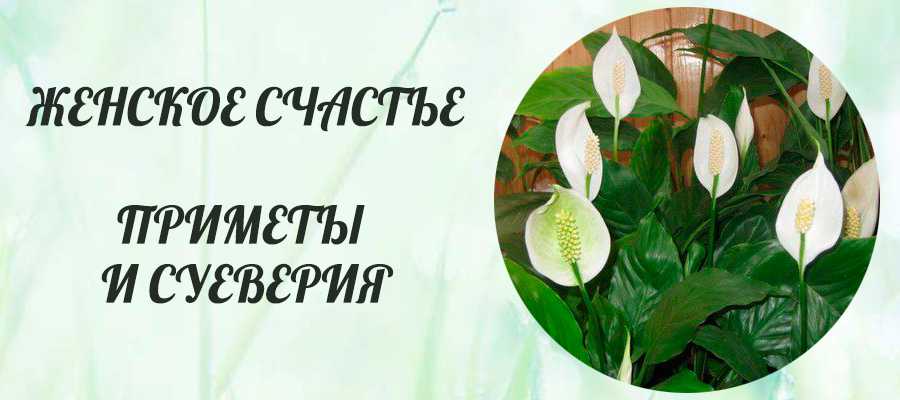 Спатифиллум приметы и суеверия для женщин, для дома, отзывы
