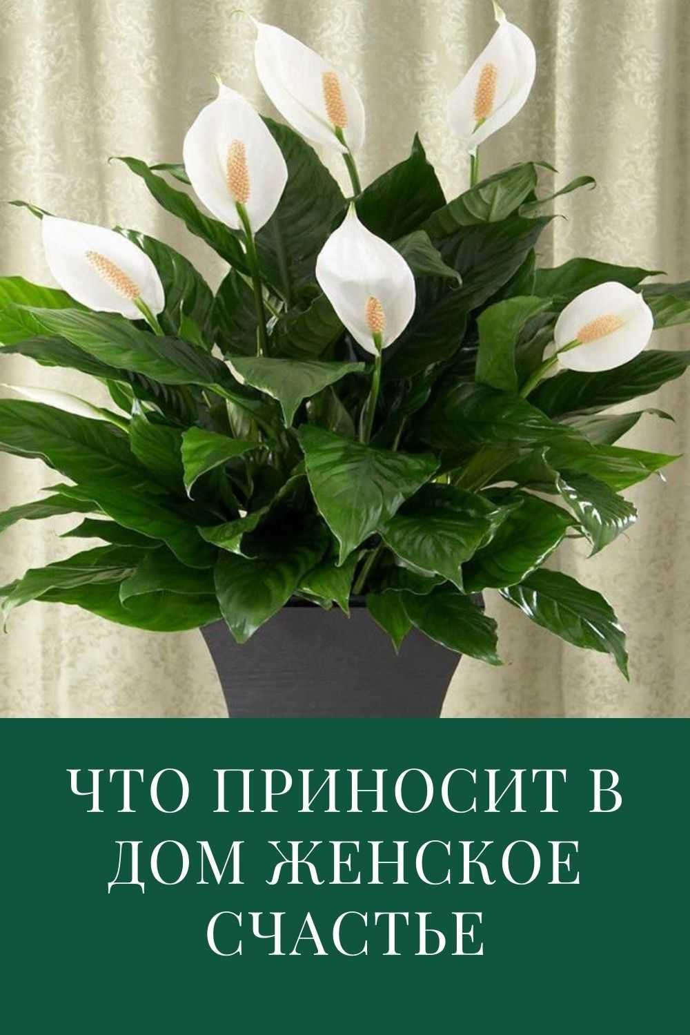Нужны ли дома для замужества комнатные цветы?