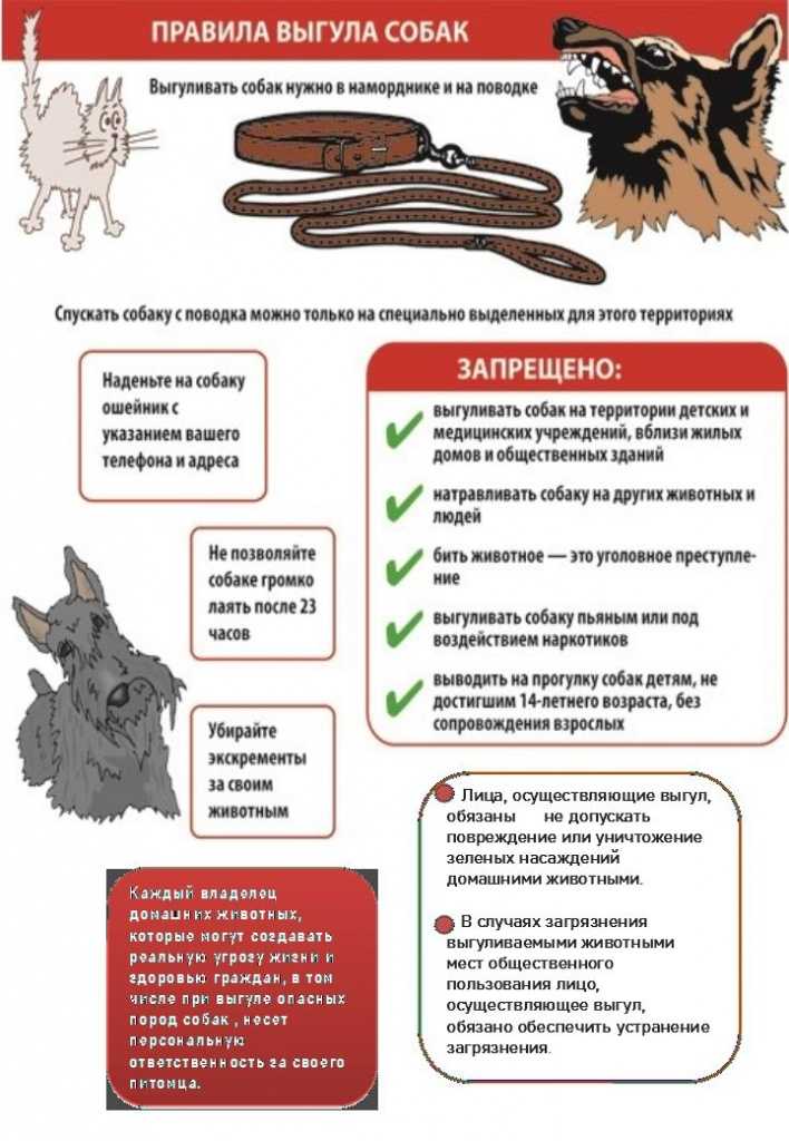 ᐉ намордники для собак: какие бывают и как выбрать - ➡ motildazoo.ru
