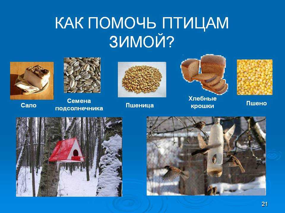 Кормушка для кур — 90 фото лучших проектов. схемы и чертежи как сделать своими руками