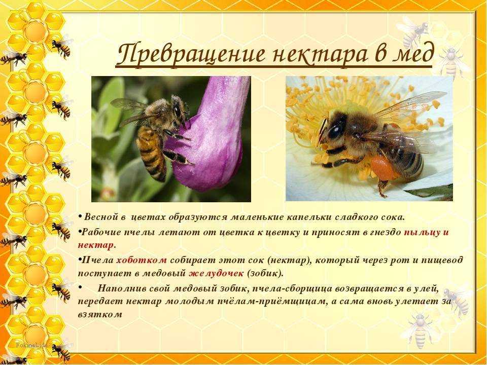 Виды нектара. Интересное о пчелах. Интересные факты о пчелах. Интересное о пчелах для детей. Пчела для детей.
