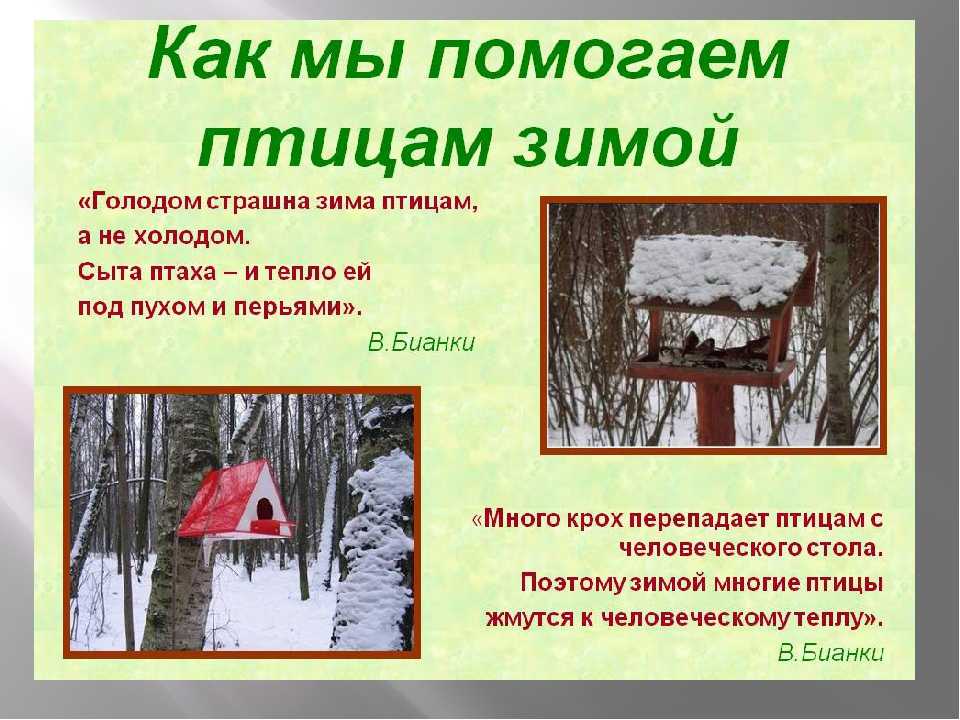 Как помочь птицам в зимнее время стенгазета. Как помочь животным зимой. Как поморч жевотнам в зисмнейэ время. Как помочь животными в зимнее время. Статья как помочь птицам зимой.