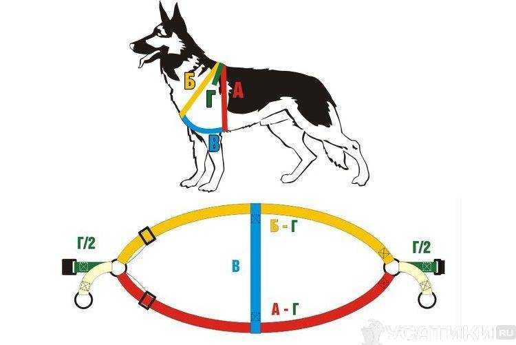 Как самостоятельно сделать шлейку для собак: пошаговое руководство