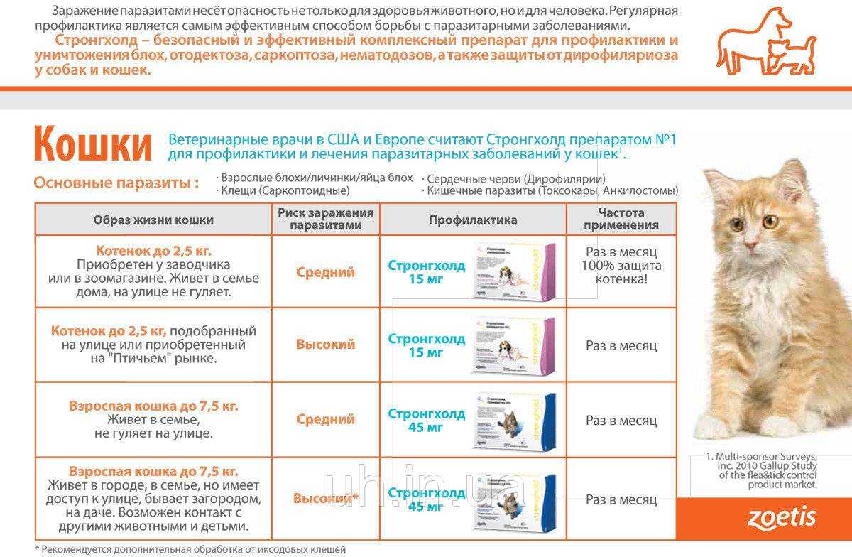 Можно ли выгуливать кота на поводке и какие правила нужно соблюдать?
