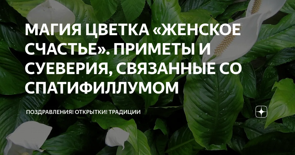 Женский цветок приметы и суеверия. Спатифиллум женское счастье приметы и суеверия. Цветок женское счастье приметы. Цветок женское счастье приметы и суеверия. Спатифиллум суеверия.