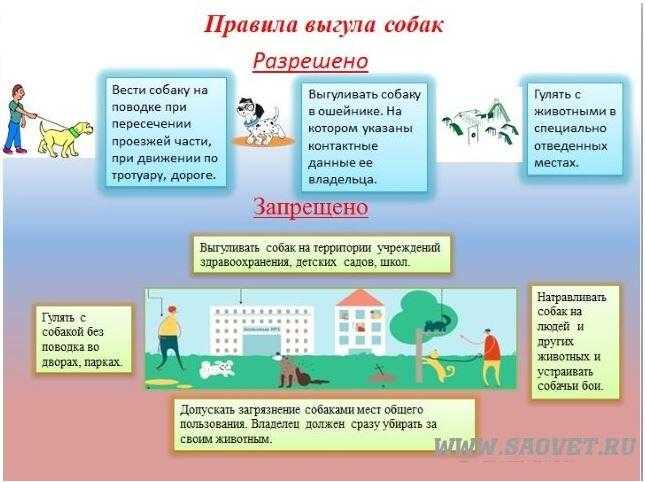 Правила выгула собак в 2021 году: поправки в закон, места для выгула, штрафы