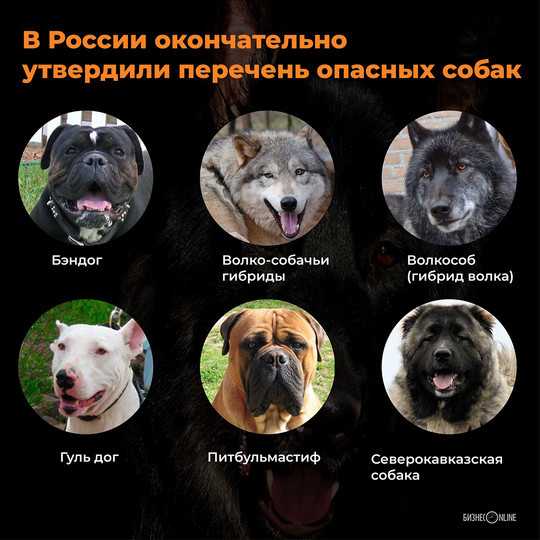 Собака — это не просто друг человека, это часть семьи! цитаты про собак