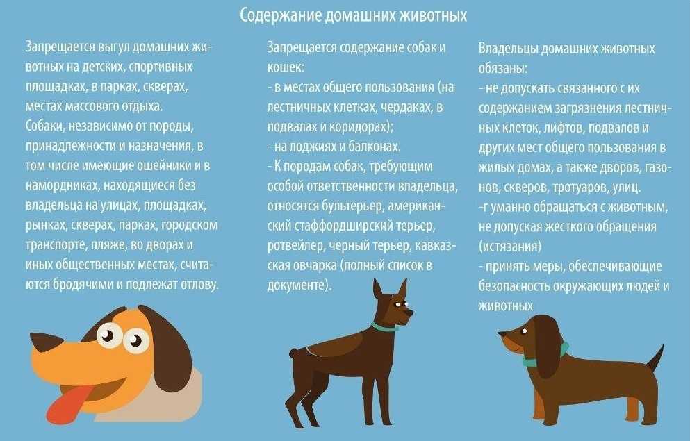 Как сделать шлейку для собаки своими руками в домашних условиях: для ездовых пород