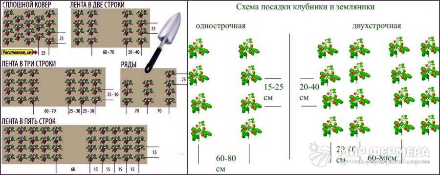 Схемы посадки клубники в открытом