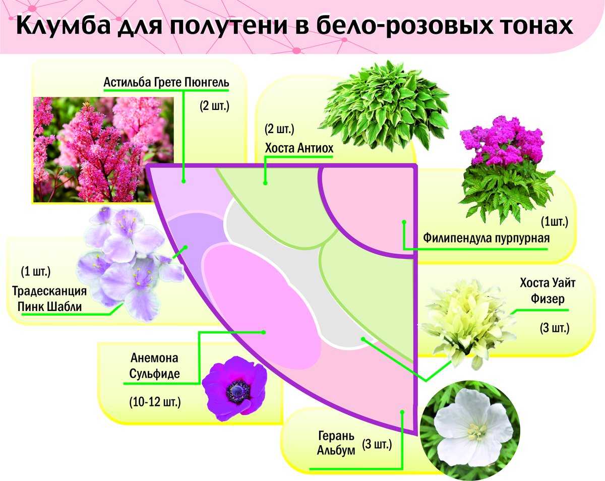 Схема посадки на клумбе многолетников цветов непрерывного цветения