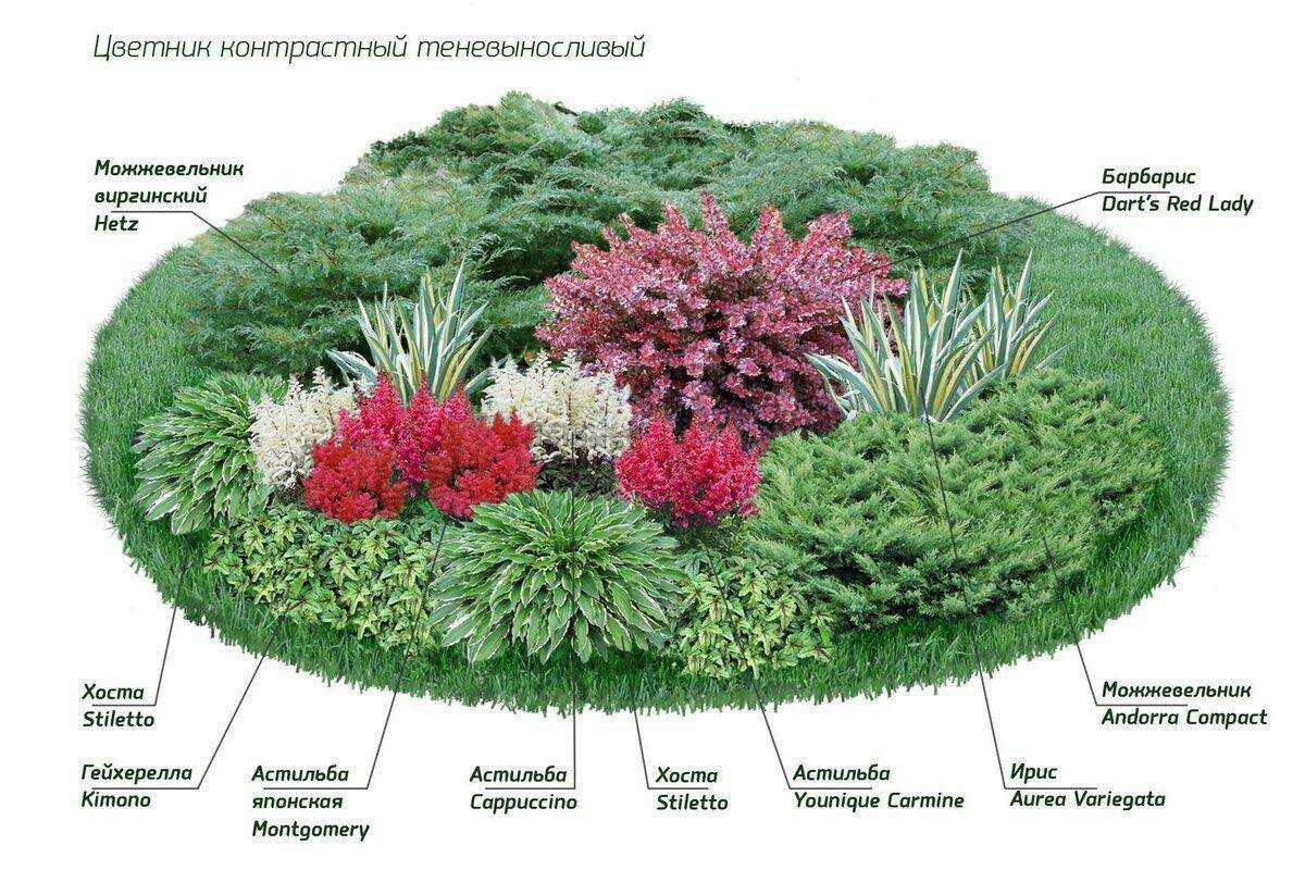 Особенности мятлика лугового: описание травы, где растет мятлик, размножение растения