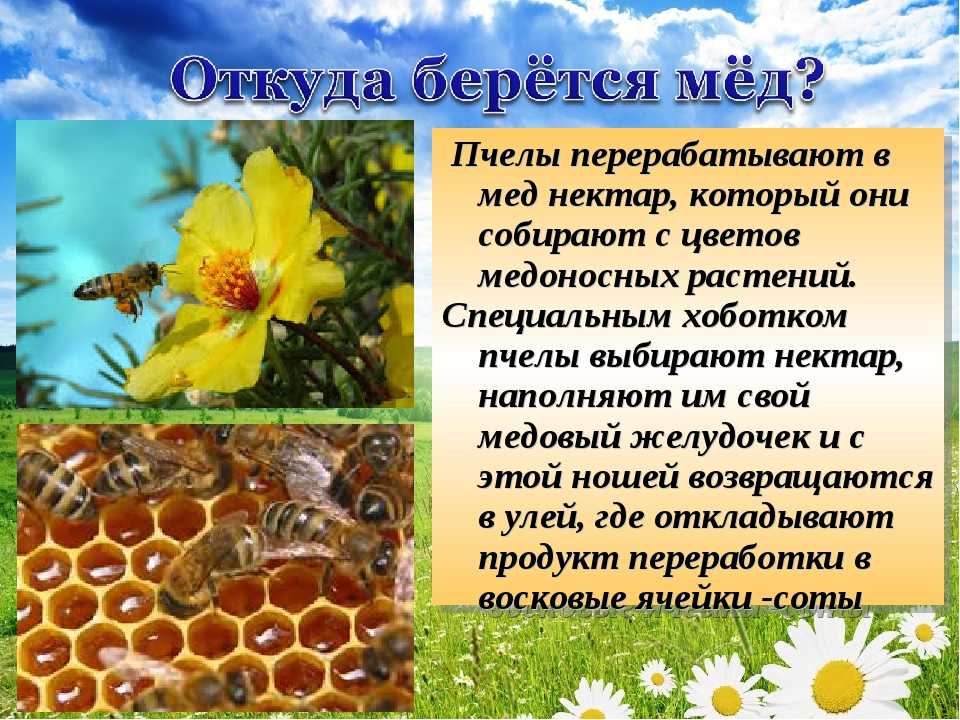 Какие пчелы превращают нектар в мед. Пчела собирает цветочный нектар. Как пчелы делают мед. Цветочки с которых собирают мед. Пчелы собирают нектар и делают мед.