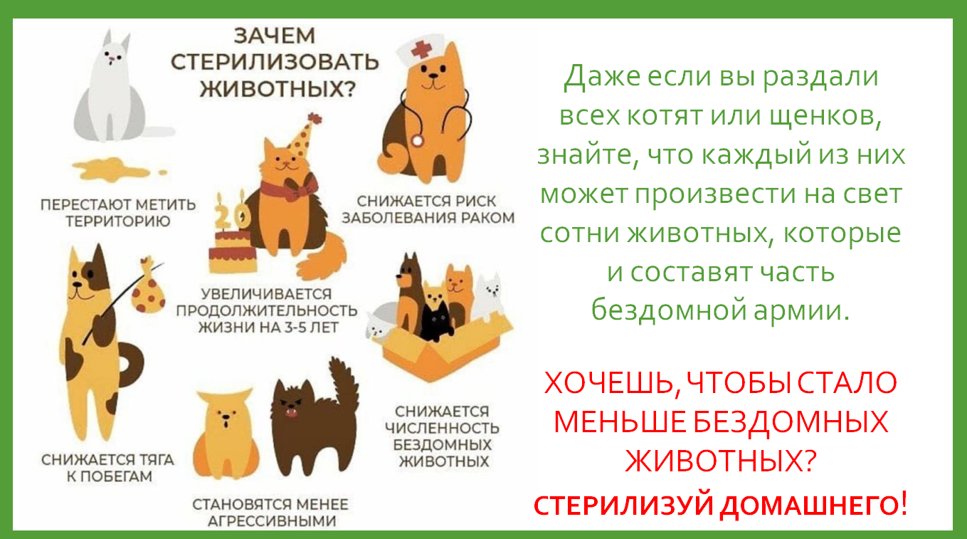 Шлейка для собаки своими руками: пошаговая инструкция