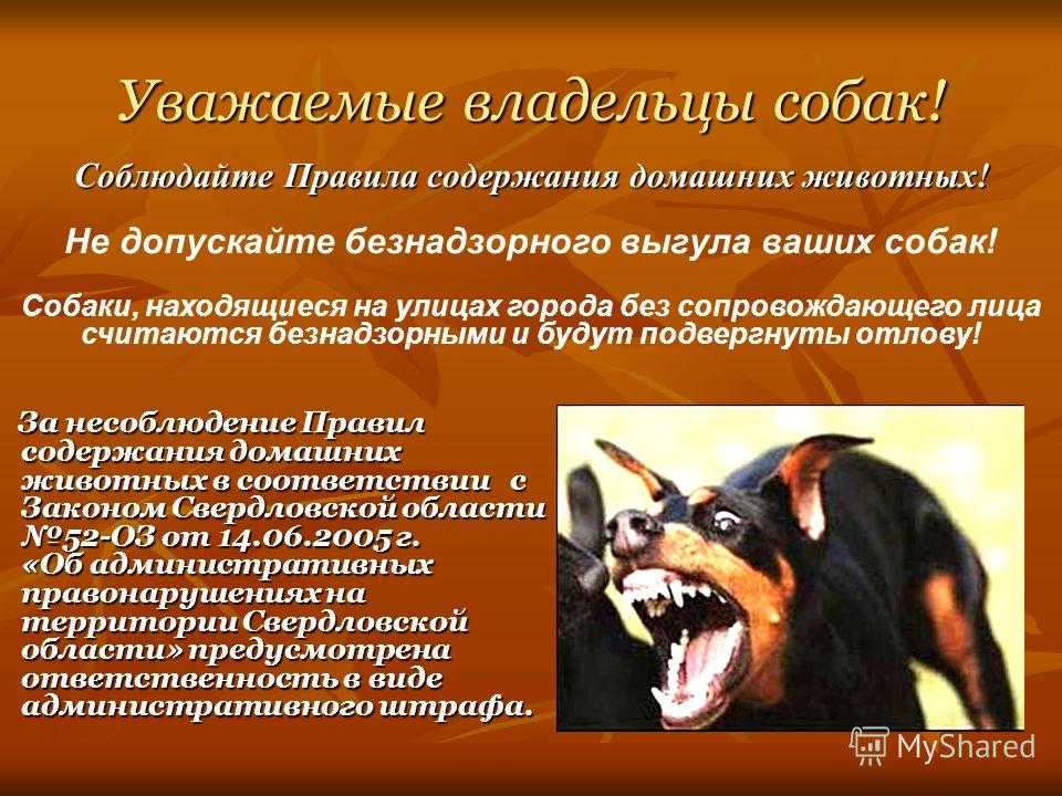 Шлейка для собаки своими руками: выбор материала, пошаговая инструкция изготовления - animallist.ru